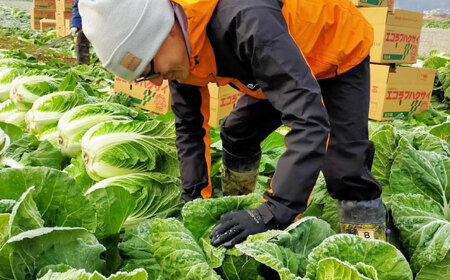 【白菜】白菜 10kg（3L×3-4玉）【11月下旬から順次発送】[AGDH008]