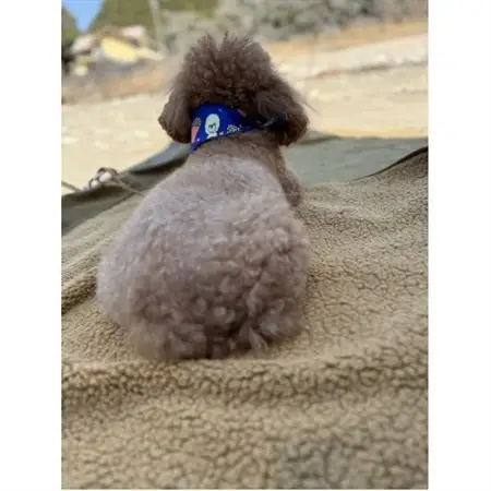 alberton社赤外線を吸収して発熱するsliva knitわんにゃんブランケット　ネイビー【1638715】