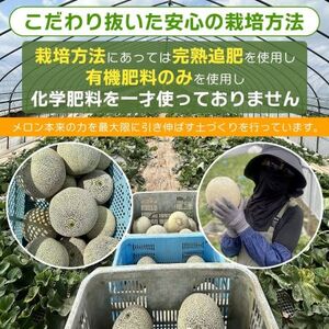 【発送5月上旬～】濃厚な甘さとジューシーな果肉！クインシー メロン 2玉 めろん 赤肉 人気 おすすめ クインシー 甘い フルーツ 濃厚 くだもの  自家栽培 めろん 贈答用 贈り物 プレゼント  内山農園 茨城県 鉾田市