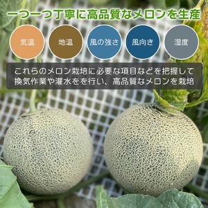 5月上旬～発送【不揃い訳ありクインシーメロン 1玉】＼上品な甘さとジューシーな食感！／茨城県鉾田市産 クインシーメロン めろん 1玉｜先行予約 赤肉 産地直送 追熟 国産 フルーツ 果物 ご自宅用 おすすめ 人気 内山農園