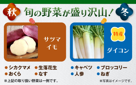 【全6回定期便】よこすか野菜セット すかなボックス／野菜 旬 セット  【JAよこすか葉山】[ASCB003]