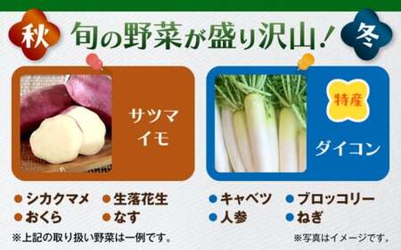 【全12回定期便】よこすか野菜セット すかなボックス／野菜 旬 セット  【JAよこすか葉山】[ASCB004]