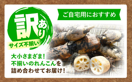 訳あり れんこん 5kg （常温）【配達不可：北海道・沖縄・離島】 / JAあいち海部れんこんセンター[AEDK001]