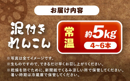 泥付き れんこん 5kg （常温）【配達不可：北海道・沖縄・離島】 / JAあいち海部れんこんセンター[AEDK003]