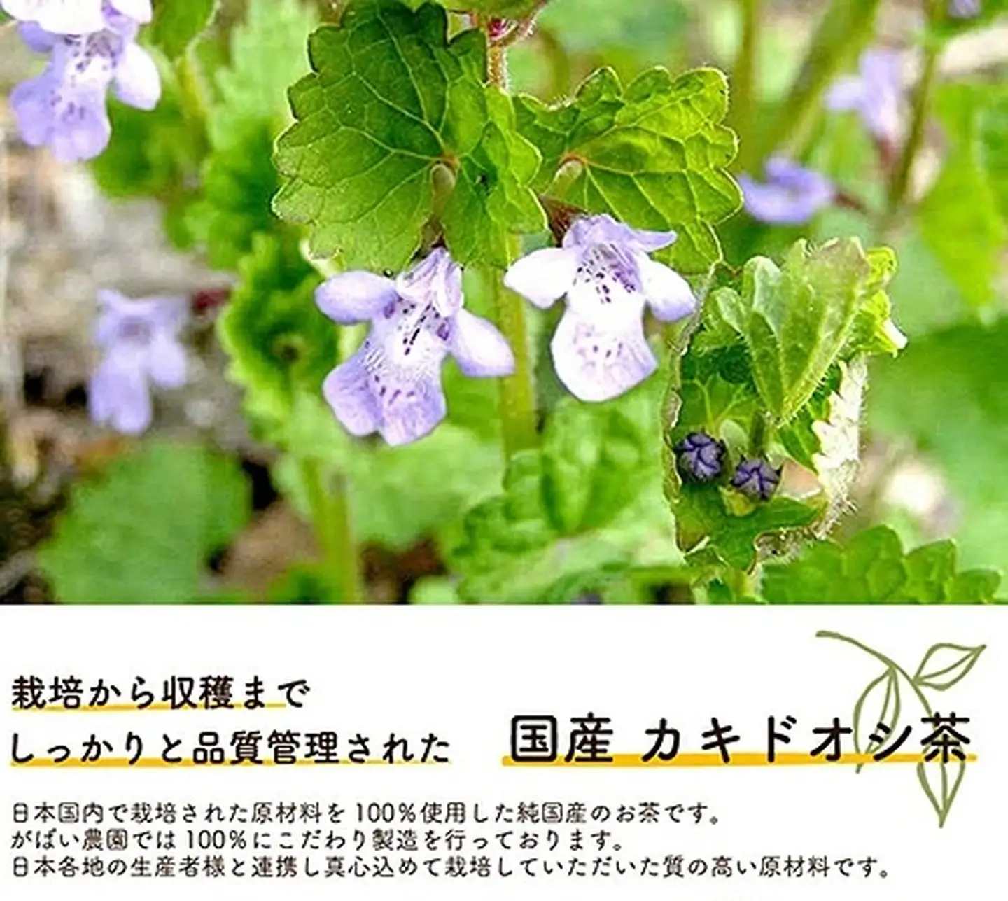 国産 カキドオシ茶：A095-021