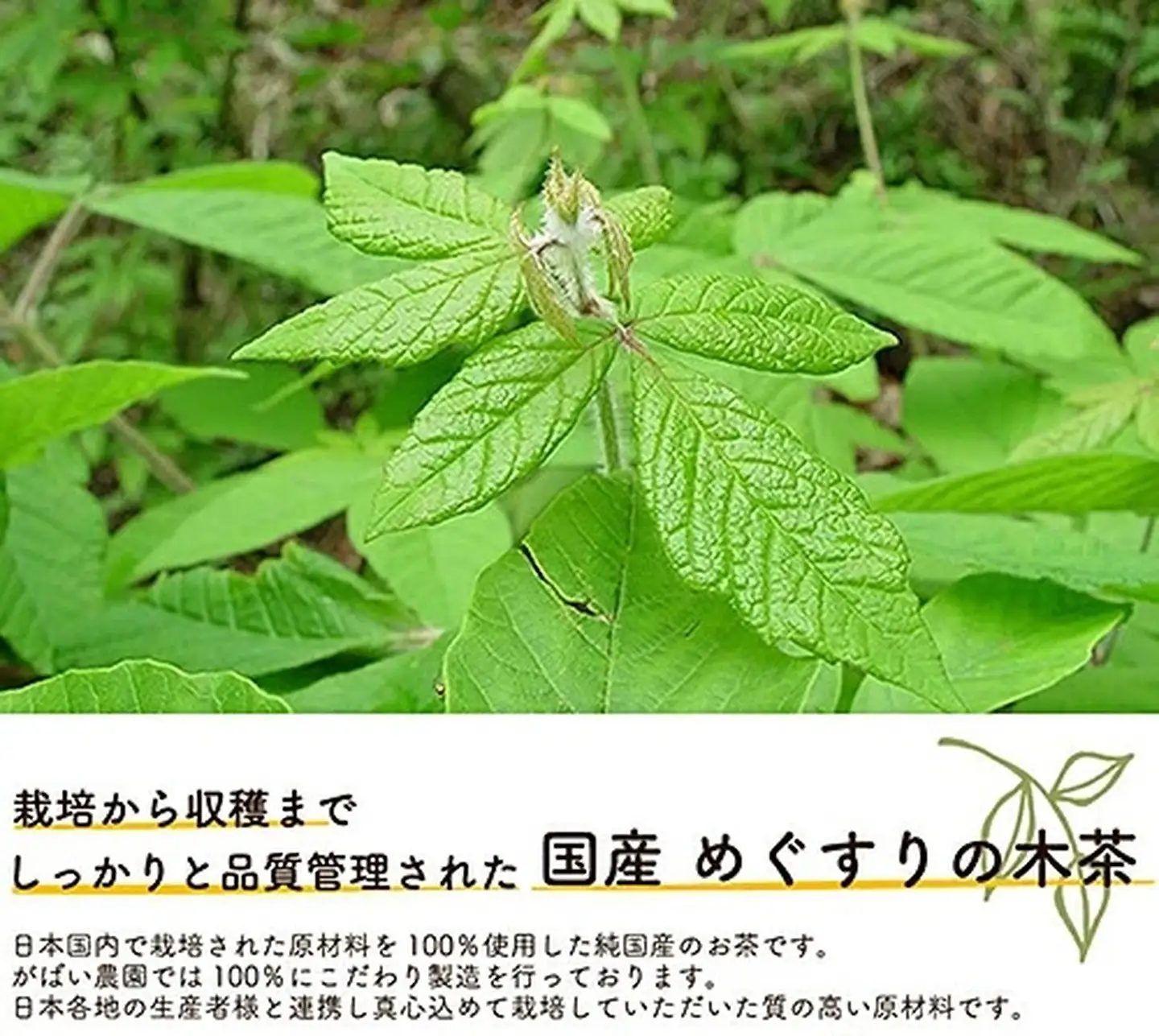 国産 めぐすりの木茶：A085-025