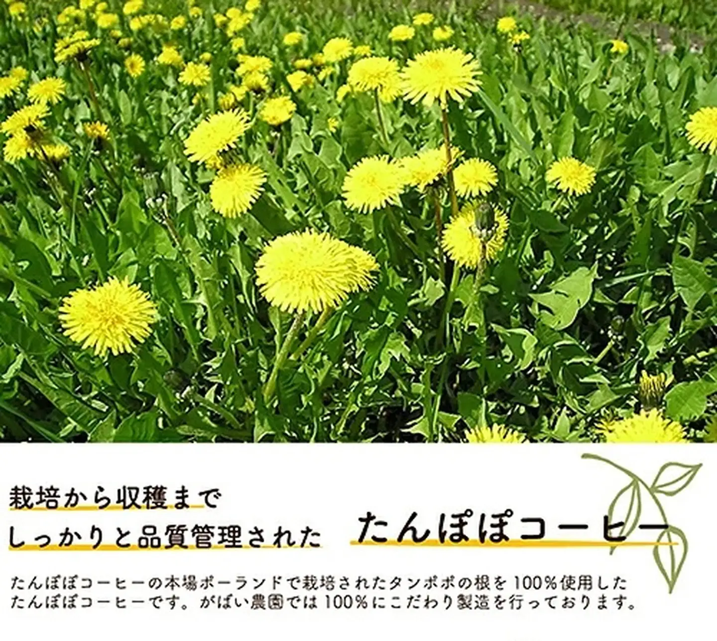 たんぽぽコーヒー：A095-025