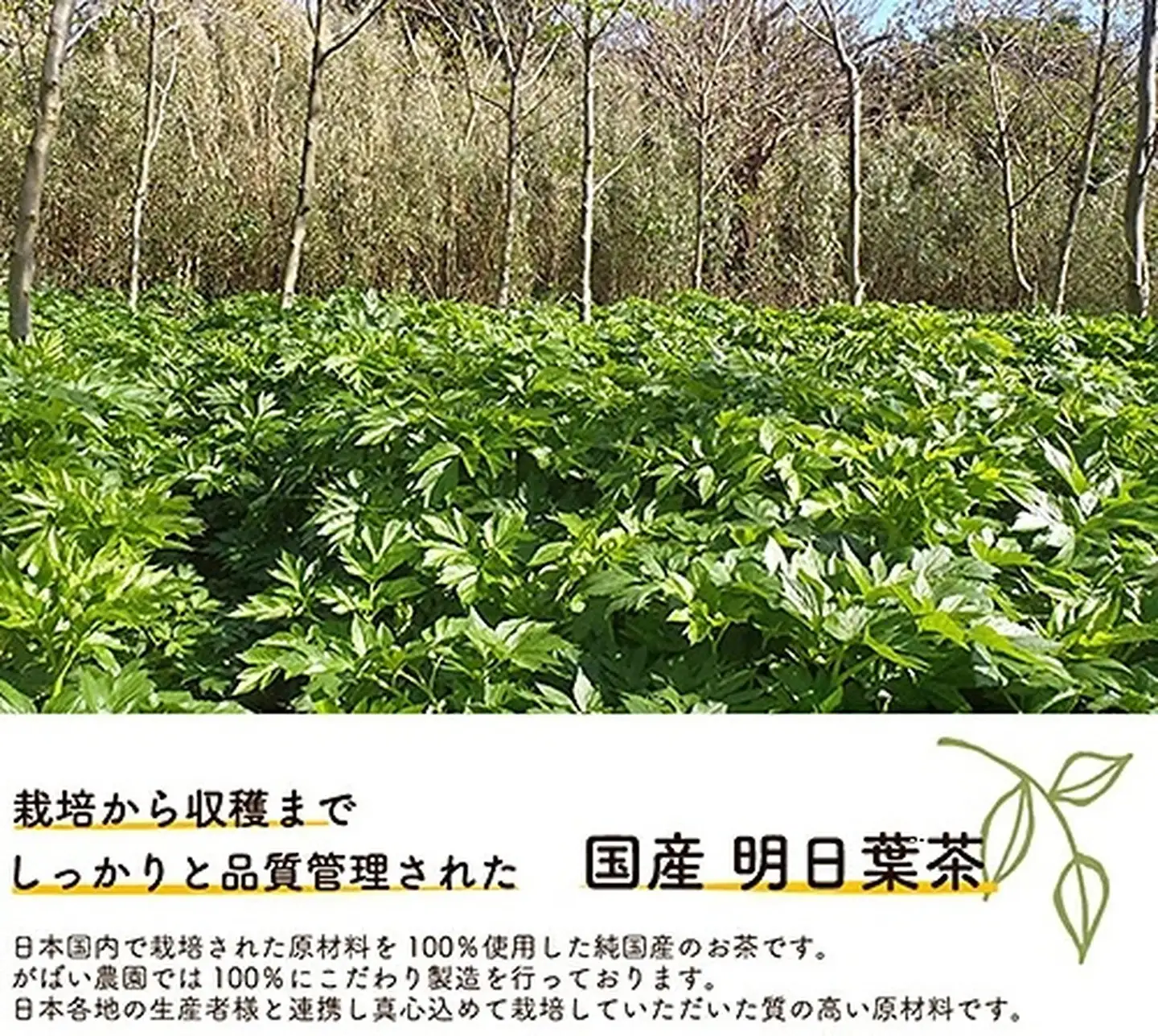 国産 明日葉茶：B100-016