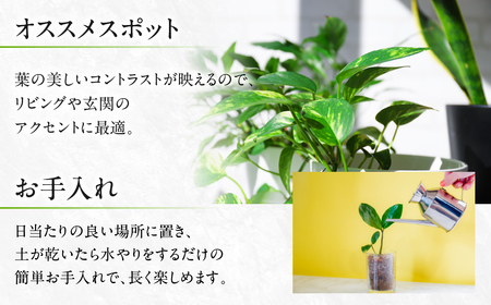 ジェレ 観葉植物 植物 7号鉢 ジェレ 人気 おしゃれ かわいい お手入れ 室内 大鉢 中型 インテリア リビング 玄関 寝室 キッチン オフィス プレゼント ギフト 新居 入居 インテリアグリーン グリーン 緑 植物