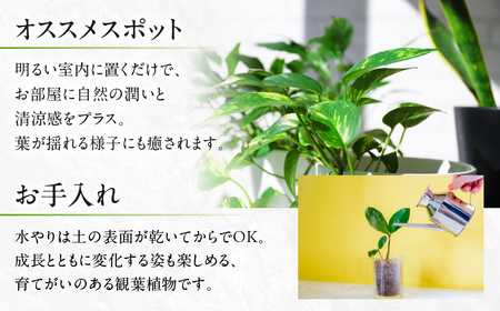 ベンジャミン 観葉植物 植物 6号鉢 人気 おしゃれ かわいい お手入れ 室内 大鉢 中型 インテリア リビング 玄関 寝室 キッチン オフィス プレゼント ギフト 新居 入居 インテリアグリーン グリーン 緑 植物