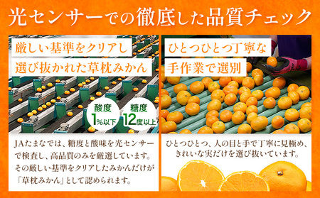 草枕みかん 約4kg 《11月上旬-12月上旬頃出荷》熊本県 荒尾市 フルーツ 柑橘 みかん ミカン 草枕 デザート 送料無料