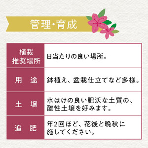 特産品 サツキ伊勢路紫 4本セット
