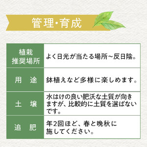 黄金月桂樹　アフロ仕立て