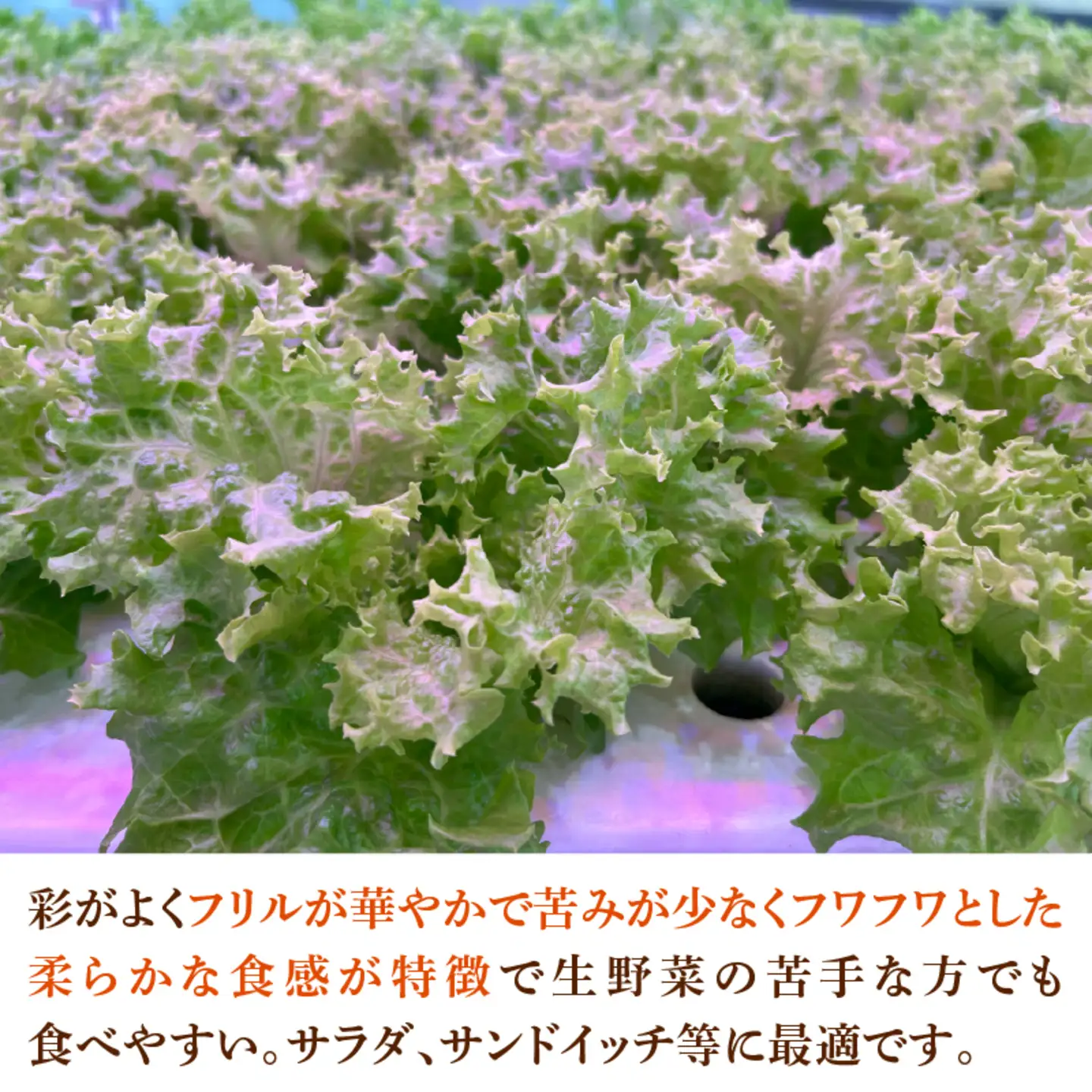 採れたてフレッシュな無農薬リーフレタス 8個入り