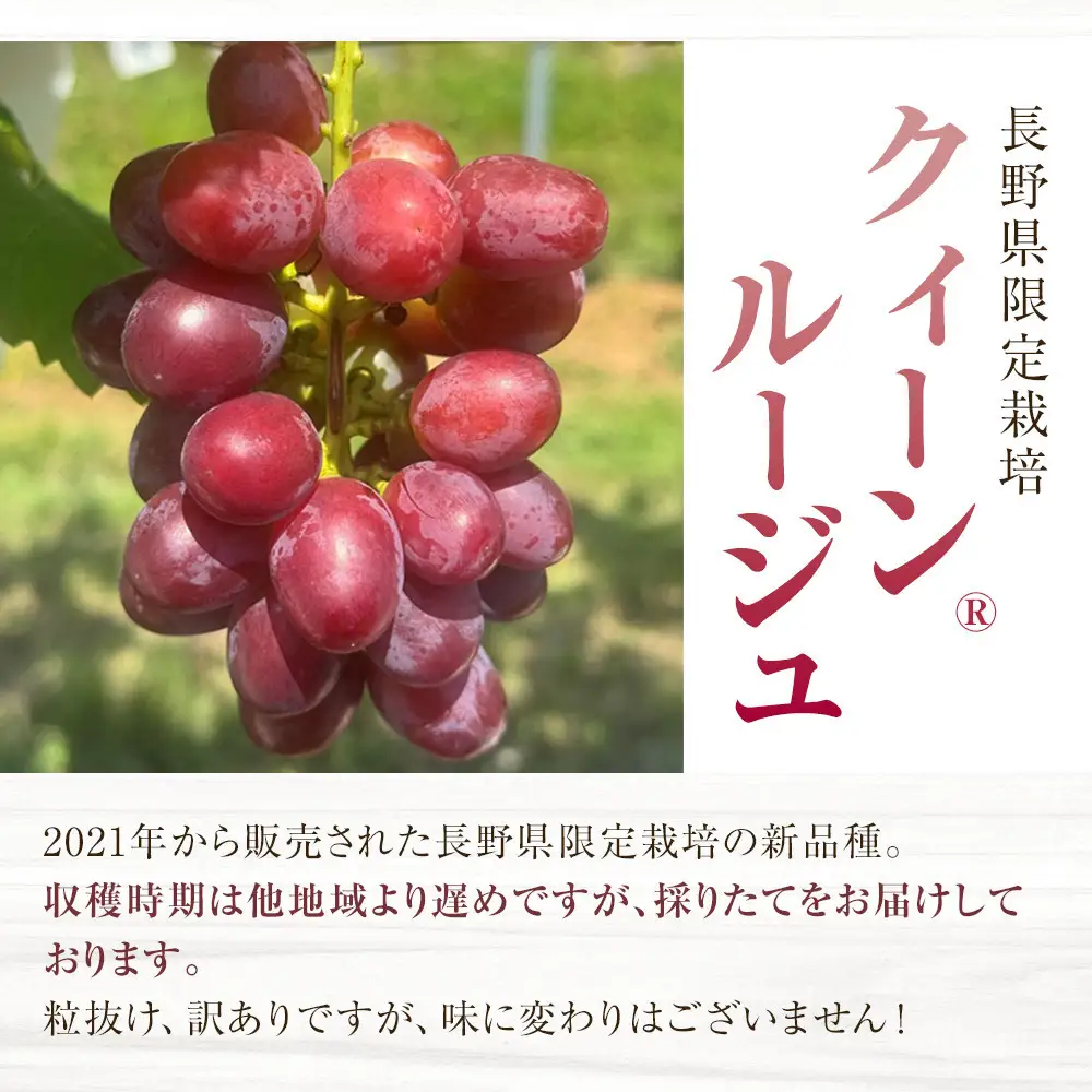 【先行予約】2026  クイーンルージュ®　【訳あり粒抜け】　複数房　約1kg弱【10月初旬頃～順次発送予定】　長野県産　国際特許有機肥料栽培　