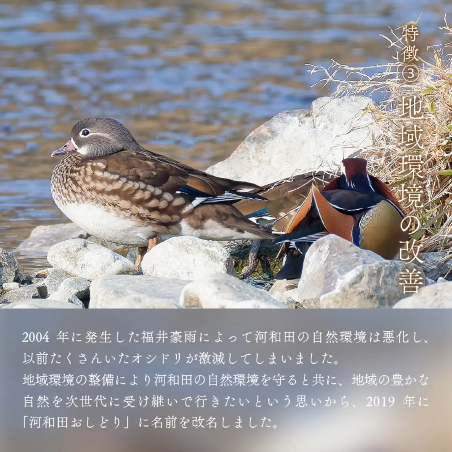 【数量限定】梵コラボ 純米大吟醸 地酒『河和田おしどり』