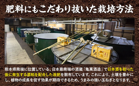 玉ねぎ つなぎコハク玉ねぎ 約10kg《4月中旬-5月中旬出荷》熊本県 葦北郡 津奈木町 つなぎ琥珀玉ねぎプロジェクト 野菜 たまねぎ