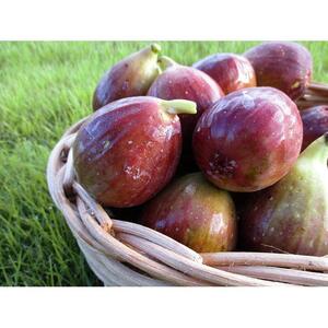 【復興支援】notono 里山ジャムセット