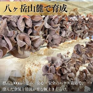【2026年先行予約】 肉厚 ぷりぷりコリコリ 生きくらげ 500g きくらげ 八ヶ岳山麓育ち 国産 安心安全 農薬不使用 ハウス栽培 食物繊維 信州 送料無料 [7月中旬発送開始] 株式会社レインボー