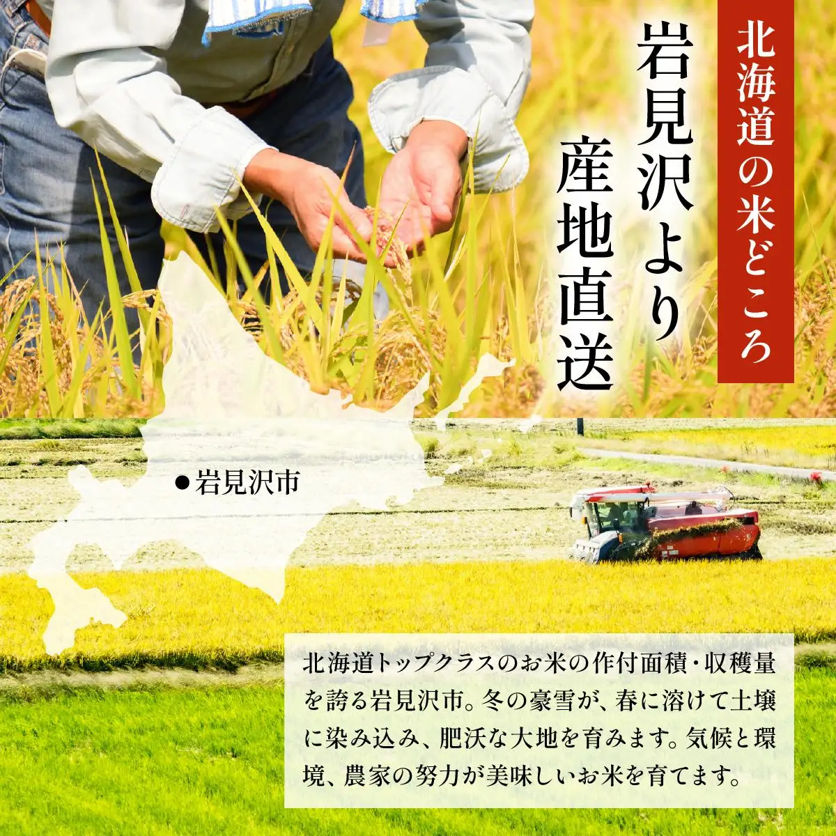 令和7年産 岩見沢産 ななつぼし 10kg (5kg×2) 精米 | 北海道岩見沢産 ななつぼし 精米 10kg 白米 米 お米 ご飯 ごはん 北海道 岩見沢市