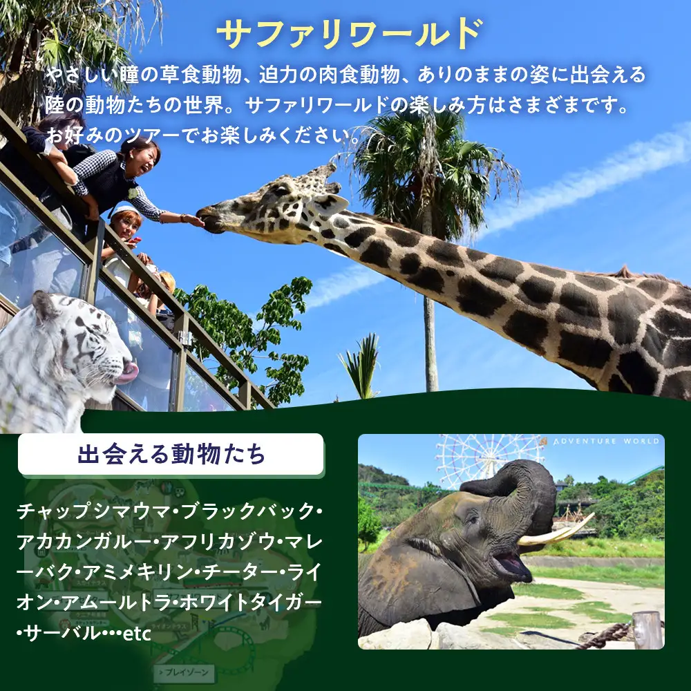 白浜町ふるさと納税 アドベンチャーワールド入園引換券 大人チケット（18歳上） 1枚