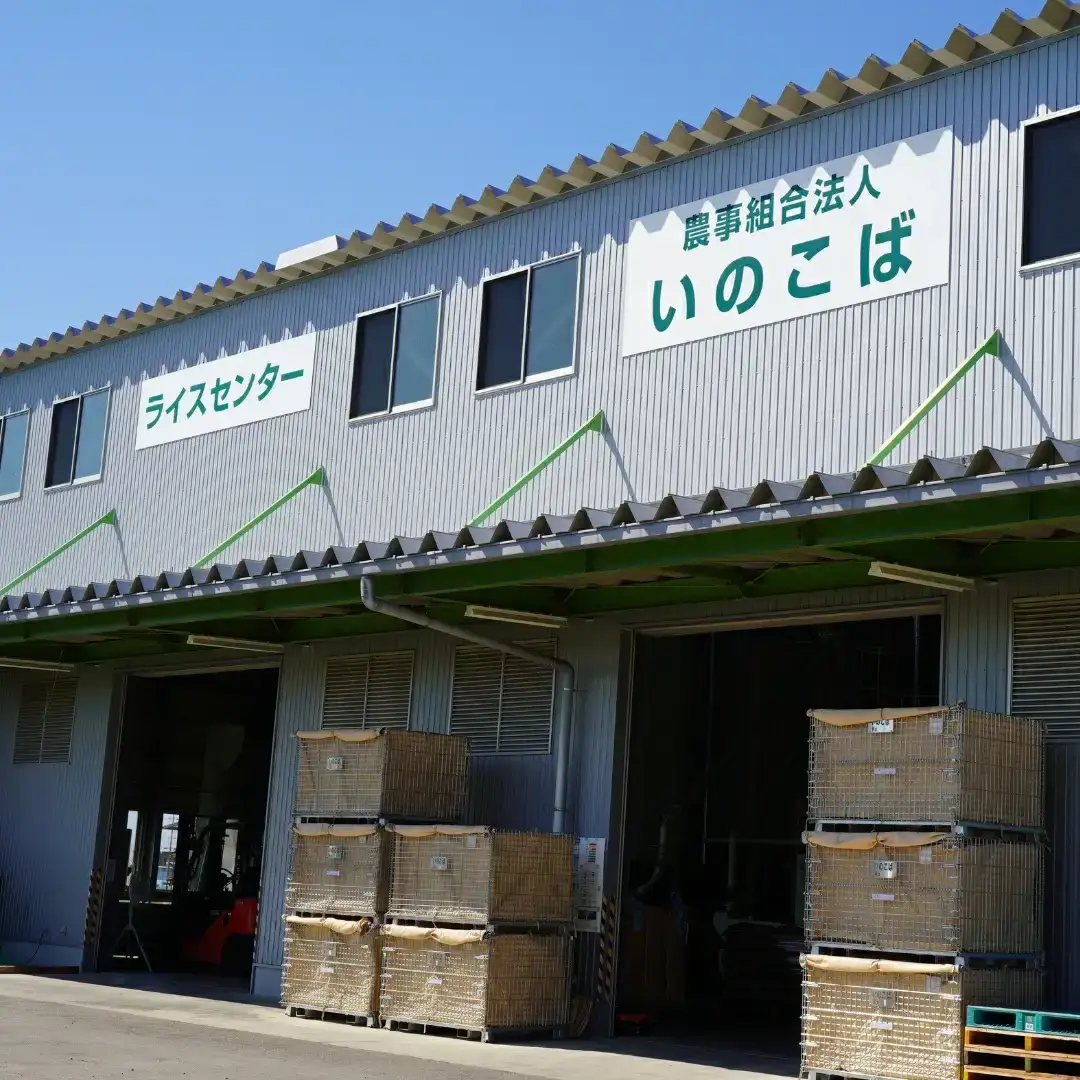 新潟県産 コシヒカリ 5kg 従来種 令和7年 農事組合法人いのこば コシヒカリ