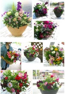 C102 ありきたりな寄せ植えに満足できない方へ [花うるる おまかせ プレミア 寄せ植え] 【テラ】玄関 完成品 お花 ギャザリング オーダーメイド ビオラ ギフト 鉢植え 珍しい 花苗 春 フラワーギフト 誕生日 プレゼント 女性 おしゃれ セット 苗 プランター
