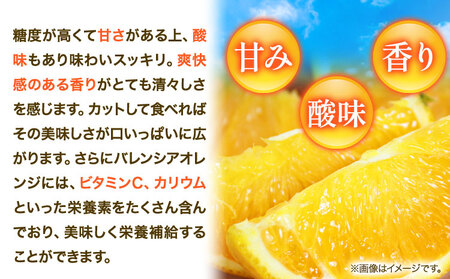 オレンジ【秀品】希少な国産バレンシアオレンジ 約5kg
