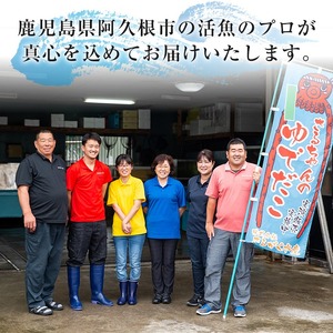 しめさば(計10枚) 鹿児島県 阿久根市 さば サバ 鯖 魚貝 魚介 海産物 しめ鯖 〆さば おかず おつまみ 刺身 カルパッチョ 【さるがく水産】akn028-51