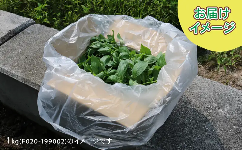 フレッシュ バジル 500g 本城ファーム ハーブ 生バジル ばじる はーぶ 香草 水耕栽培 野菜 やさい 美味しい 新鮮 イタリア料理 イタリアン パスタ ソース ジェノベーゼ マルゲリータ アレンジ いろいろ 農家直送 産地直送 数量限定 国産 愛媛 宇和島 F010-199001