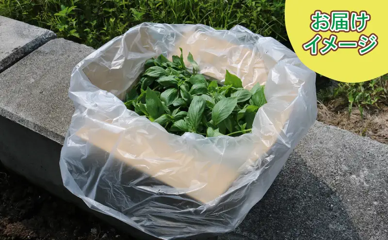 フレッシュ バジル 1kg 本城ファーム ハーブ 生バジル ばじる はーぶ 香草 水耕栽培 野菜 やさい 美味しい 新鮮 イタリア料理 イタリアン パスタ ソース ジェノベーゼ マルゲリータ アレンジ いろいろ 農家直送 産地直送 数量限定 国産 愛媛 宇和島 F020-199002