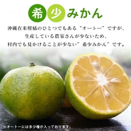 【2026年10月頃から順次発送】やんばる国頭村産 希少な島みかん「オートー」3kg【1662091】