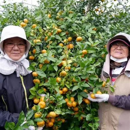 【2027年1月から順次発送】国頭村産 フルーツシークヮーサー 3kg 黄金色に色づく完熟果実【1662110】
