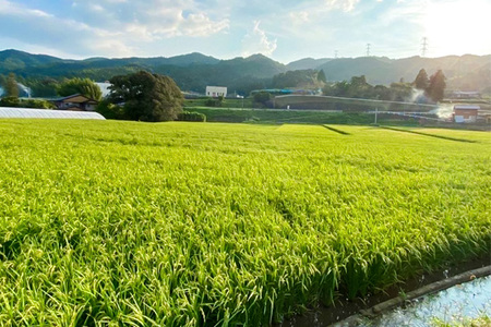 【令和7年産米】【3カ月定期便】ちぎり米 5kg(「さがびより」、「ヒノヒカリ」、「夢しずく」から1種類 選択不可) K091309