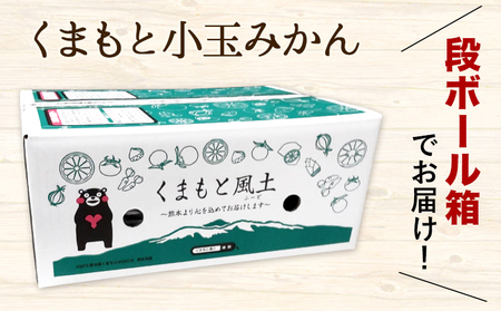 【先行予約】【2か月定期便】訳あり みかん ひとくちもぎたてみかん 約 4.5kg (4.5kg×1箱) S-3Sサイズ 訳あり ご家庭用 熊本県産 （荒尾市産含む） 期間限定 フルーツ 果物 旬 冬 柑橘 小玉 みかん《10月上旬-11月末頃出荷》