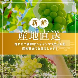 先行予約♪♪シャインマスカット 3房 【9月中旬頃～出荷予定】 