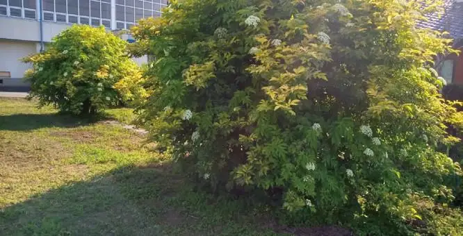 エルダーフラワーコーディアル