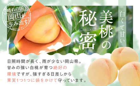 桃 2026年 先行予約 白桃 3玉 合計約800g もも モモ 岡山県産 国産 フルーツ 果物 ギフト