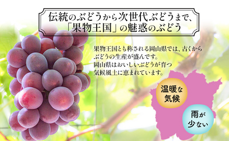 【2026年先行予約】 ぶどう 岡山県産 ニューピオーネ （ 種無し ）約2kg（3～5房） 《2026年8月下旬-9月中旬頃出荷》 葡萄 ブドウ フルーツ 果物 スイーツ 数量限定 期間限定 岡山 里庄町 