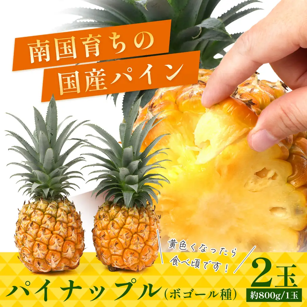 【先行受付】パイナップル/ボゴール種 (約800g×2玉) ≪2026年7月下旬以降順次発送≫ DS-004 ｜パイン パイナップル パインアップル フルーツ ボゴールパイン スナックパイン 産地直送 送料無料 鹿児島県 南大隅町 株式会社デラセーラ