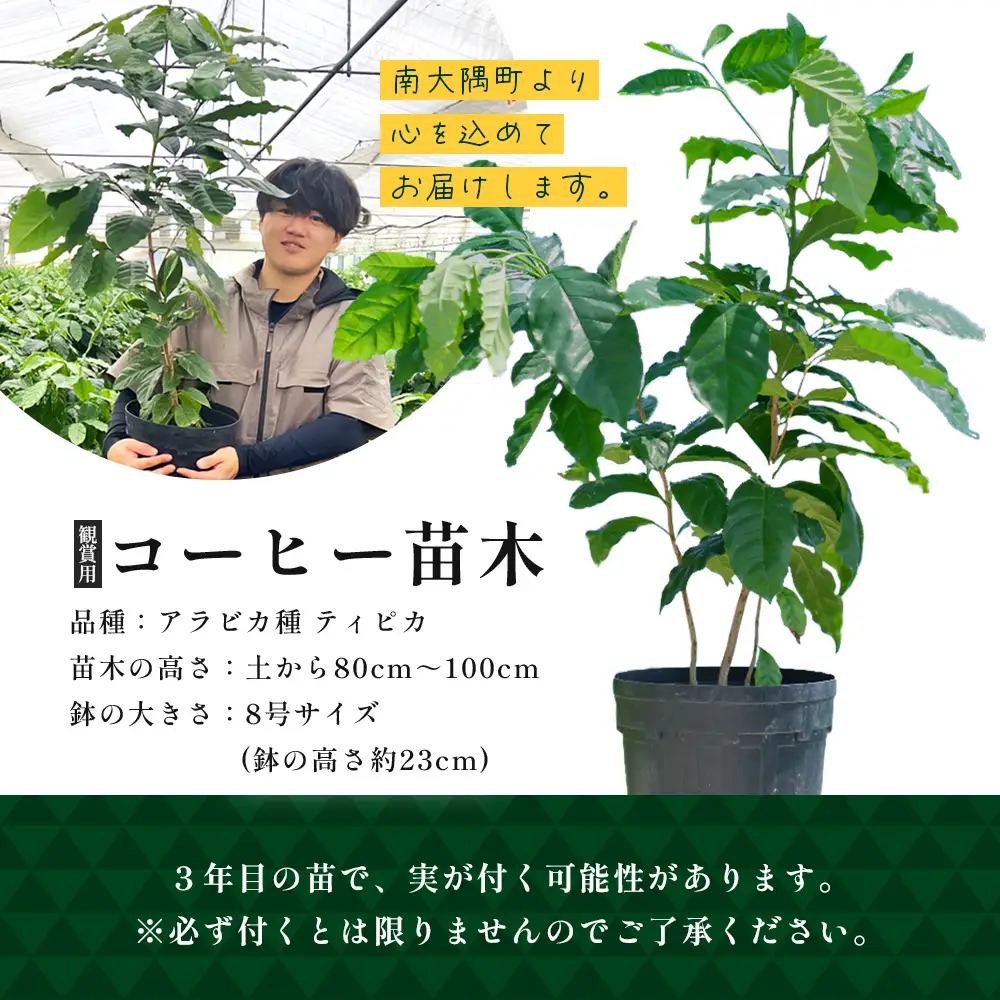 観賞用コーヒー苗木 80cm～100cm アラビカ種 ティピカ DS-2 | 苗木 植物 グリーン 観賞 珈琲豆の木 珈琲 コーヒーの木 観葉植物 鹿児島県 南大隅町 株式会社デラセーラ