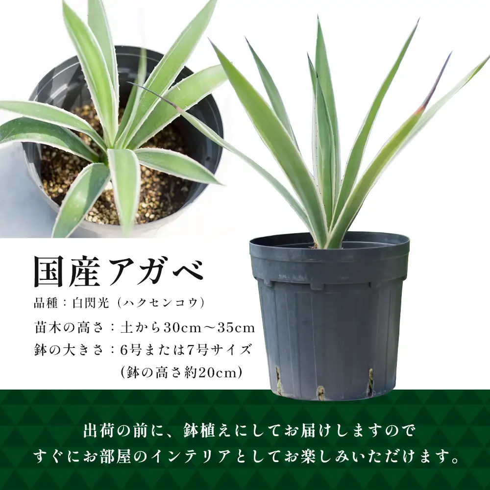 アガベ 約30cm～35cm/白閃光(ハクセンコウ) DS-3｜多肉植物 観葉植物 ガーデニング インテリア モダン 北欧風 国産 育てやすい 送料無料 鹿児島県 南大隅町 株式会社デラセーラ
