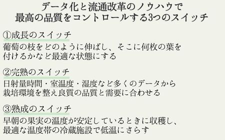 【2026年先行予約】シャインマスカット 露地栽培 秀品(特大粒) 3房入り(約1.2kg)| シャインマスカット