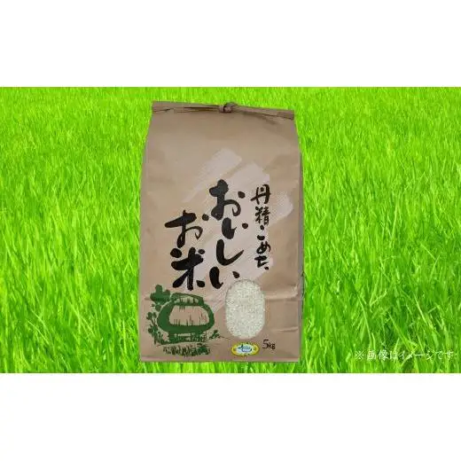 令和7年産　コシヒカリ　精米　5kg ／ 米 こめ コメ お米 ごはん コシヒカリ 精米 白米 5kg ちばエコ ちばエコ農産物 産地直送