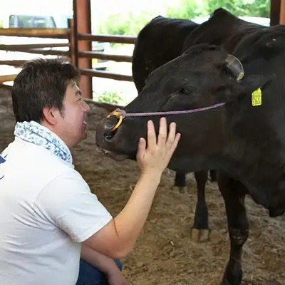 能勢黒牛または能勢黒若牛の厳選ステーキ500g(2?3枚) | 中植牧場 丸昭精肉店 | 牛肉 サーロイン ステーキ 能勢黒牛 能勢黒若牛 濃厚 柔らか 国産 おすすめ 送料無料 贈答 ギフト | 大阪府 能勢町 送料無料