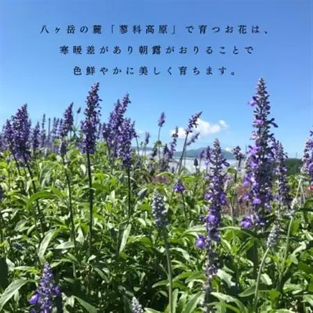 信州八ヶ岳の麓から贈るドライフラワーリースS(ホワイト)【1660989】