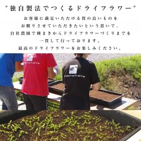 信州八ヶ岳の麓から贈るナチュラルスワッグ M(ピンク)【1662293】