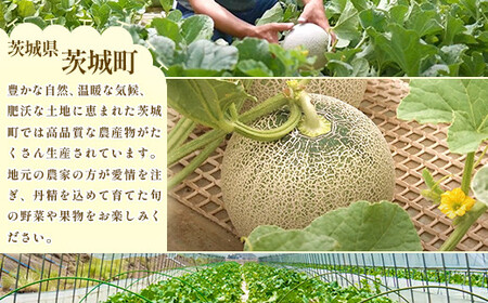 661 茨城県産いちご「とちおとめ」520g（2パック）【2026年1月中旬頃～3月下旬頃発送予定】