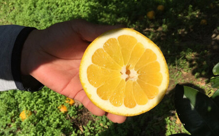 【先行受付】特別栽培河内晩柑 7kg サイズミックス 河内晩柑 晩柑 ばんかん 柑橘 みかん 果物 フルーツ【2026年4月上旬から7月上旬発送開始】