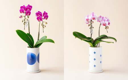 ミディ 胡蝶蘭 KouBou 空 2本立ち 1個 花 お花 植物 蘭 洋蘭 ラン インテリア  アレンジ アレンジメント 鑑賞 観賞用 贈答用